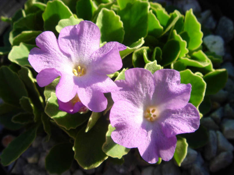 Primula allionii x P. marginata 'Stradbroock Dream' photo